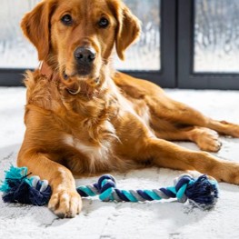 Dog resting on floor | Buckway Flooring